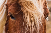 На Ямале восстанавливают породу Приобской аборигенной лошади