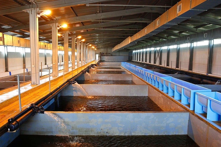 Рыбу «Пышма-96» будет продавать с колес