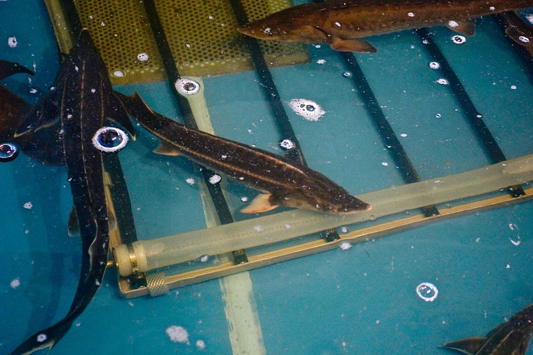 Рыбу «Пышма-96» будет продавать с колес