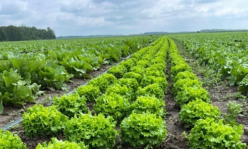 Первые в этом году салаты с упоровских полей отправились на полки тюменских магазинов