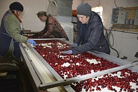 В Уватском районе будут выращивать ягоды плантациями