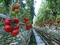 За помидорами в супертеплице присматривают мини-жучки