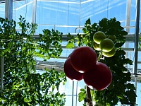 За помидорами в супертеплице присматривают мини-жучки