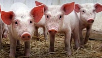 В соседних с Тюменской областью регионах зафиксирована африканская чума свиней