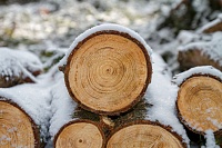 Из Тюменской области в Казахстан отправили 250 кубометров высококачественной древесины