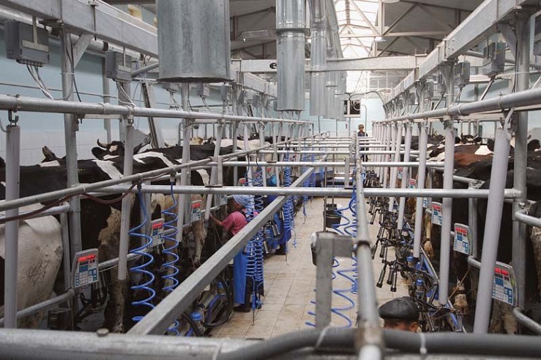 Нижнетавдинский район реализует несколько крупных инвестиционных проектов в сельском хозяйстве