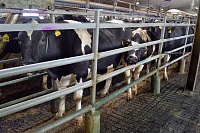Нижнетавдинское молоко: от коровы до прилавка