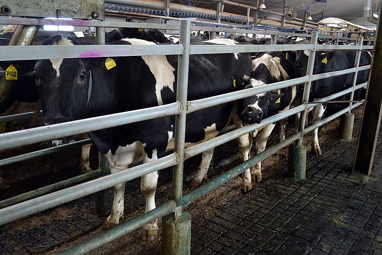 Нижнетавдинское молоко: от коровы до прилавка