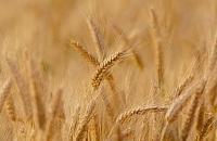 Аграрии Тюменского район закончили уборку: собрано более 31 тыс. тонн зерна