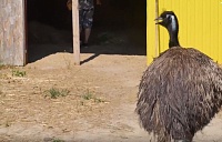Заработать на страусах. Как бывшая банкирша развернула успешную ферму под Тюменью
