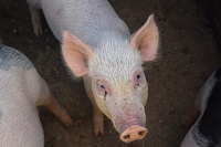 В Тюмени банкротят свиноферму, которая несколько лет назад пострадала от африканской чумы