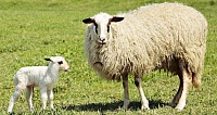 В Тюменской области стартовало обучение овцеводству