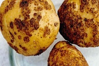 В четырех районах Тюменской области картофелю угрожает золотистая нематода