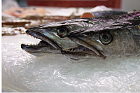 Рыба из Червишево появилась на полках тюменских магазинов