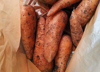 В тюменских магазинах морковь подешевела до 50 руб. Почему цены на нее зашкаливали?