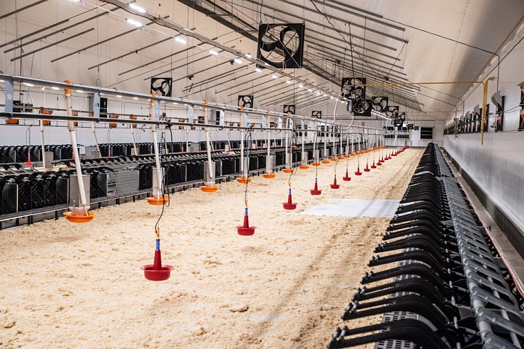 Александр Моор об открытии племенного репродуктора индейки: Экономия - миллионы евро