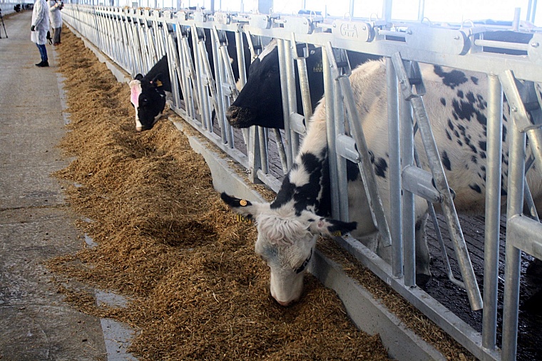 В Голышманово открылся один из крупнейших молочных комплексов в России