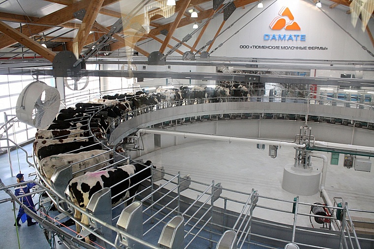 В Голышманово открылся один из крупнейших молочных комплексов в России