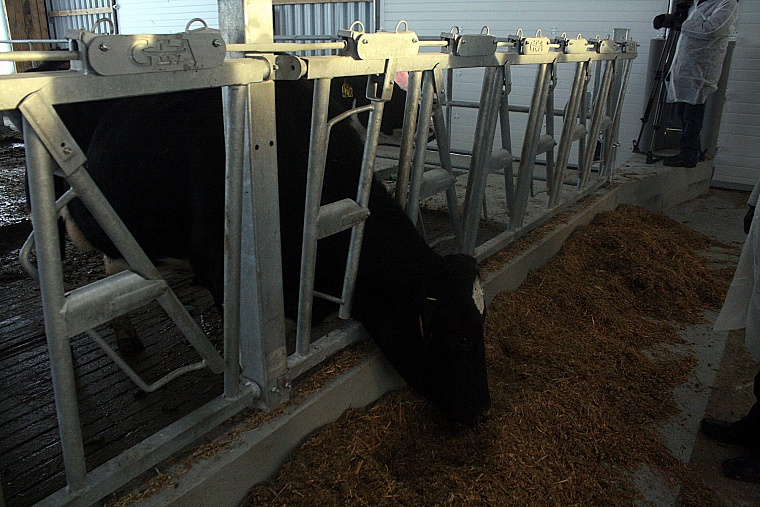 В Голышманово открылся один из крупнейших молочных комплексов в России