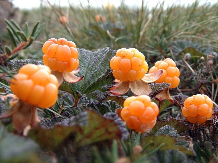 Сколько можно заработать на сборе морошки в ямальской тундре