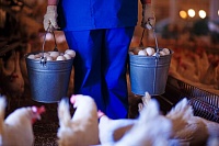 Жителей Тюмени приглашают отпраздновать Всемирный день яйца