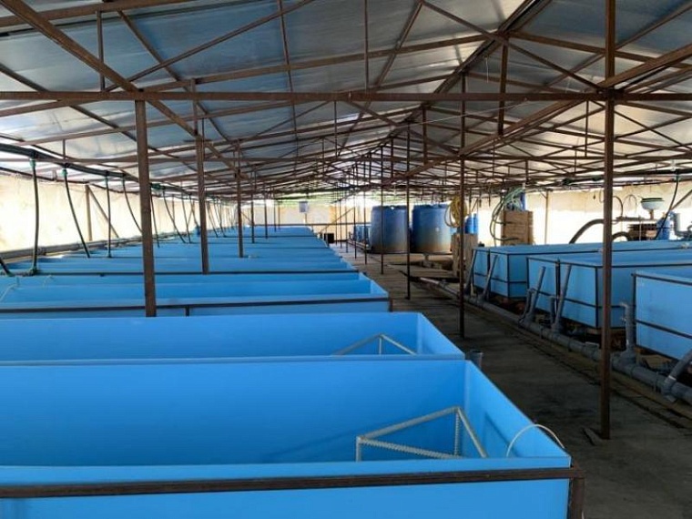 Огурцы, пластик, осетр: какие инвестпроекты реализовали в Тюменской области за последние пять лет