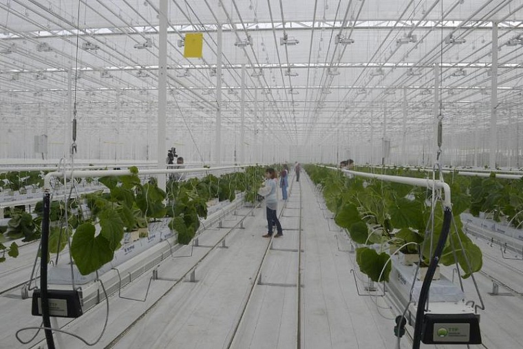 Огурцы, пластик, осетр: какие инвестпроекты реализовали в Тюменской области за последние пять лет