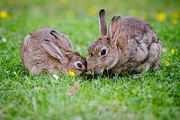 Тюмень снабжает страну продуктами из кролика