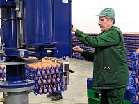Помидоры, картофель, яйца: тюменские производители готовы удовлетворить повышенный спрос покупателей