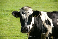 В Тюменской области коров обеспечили кормами до следующей весны