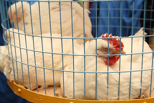 Птицефабрика «Пышминская» увеличит свои мощности при поддержке Сбера