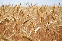 Урожай зерновых в Тюменской области похвалил дальневосточный эксперт