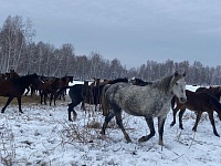 В Упоровском районе будут разводить лошадей владимирской породы