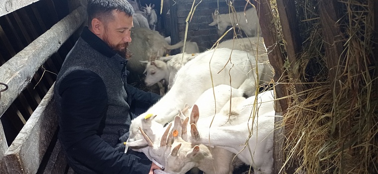 Тобольский предприниматель наладил производство мороженого из козьего молока