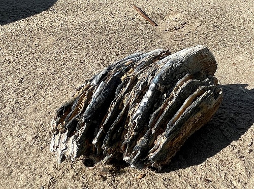 Ямальские ученые нашли уникальные останки мамонтов и морских организмов