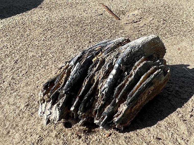 Ямальские ученые нашли уникальные останки мамонтов и морских организмов