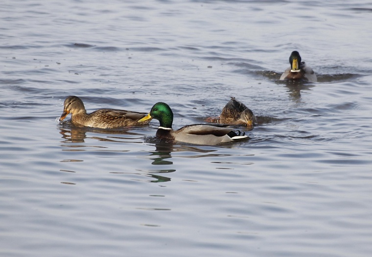 Тюменцев зовут посчитать зимующих на водоемах птиц