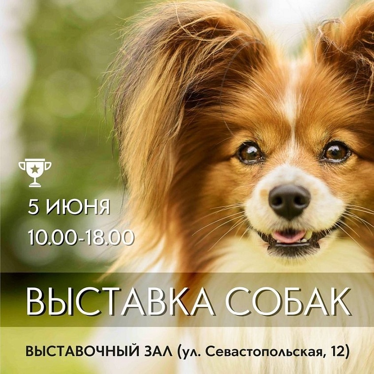 Афиша на уик-энд: музсходка на набережной, выставка собак и йога-девичник в лесу