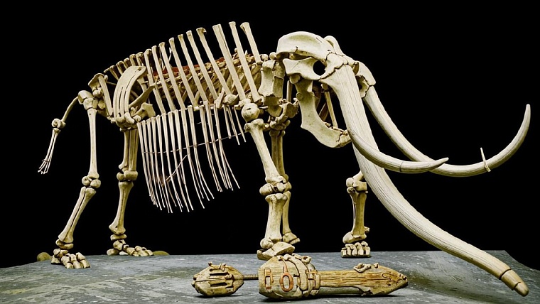 В югорском музее «Барсова гора» появился скелет мамонтенка