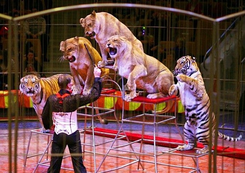 Тюменский цирк после снятия ограничительных мер собрал девять аншлагов