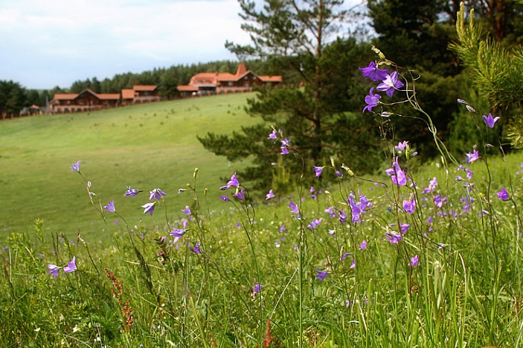 Под Тюменью на участке многодетной семьи нашли древний курган