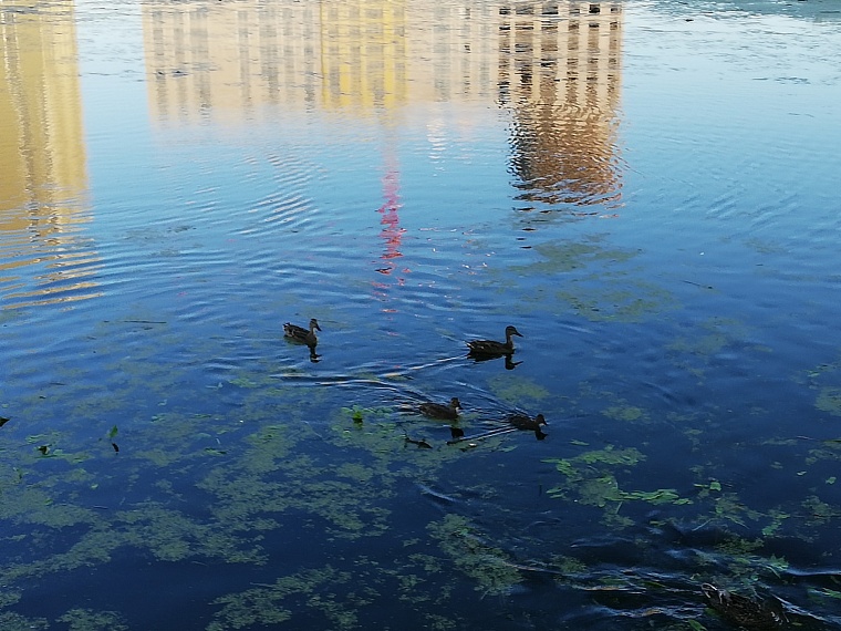 В Тюмени пройдет рейтинговое голосование по благоустройству городских прудов