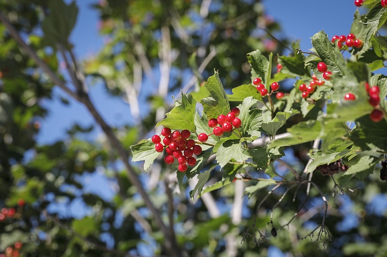 Городская разведка: канавы и мостики ЖК “Дебют”