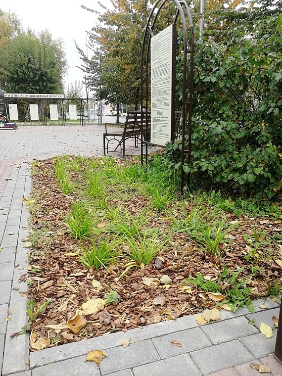 В тюменском сквере им. Карбышева высадили более 500 декоративных кустарников и многолетников