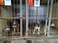 В тюменском приюте на Кедровой рассказали, как тестируют собак на агрессию
