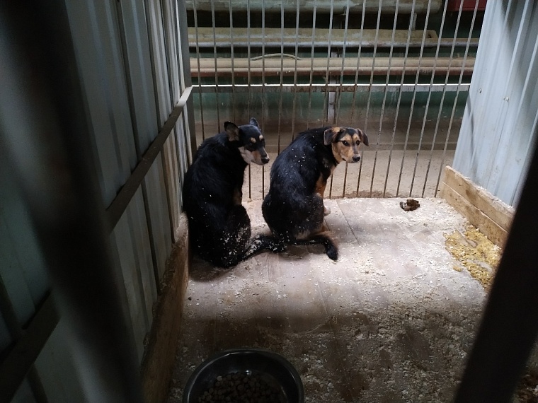 В тюменском приюте на Кедровой рассказали, как тестируют собак на агрессию