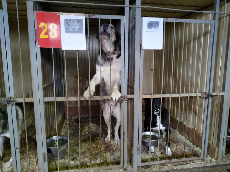 В тюменском приюте на Кедровой рассказали, как тестируют собак на агрессию