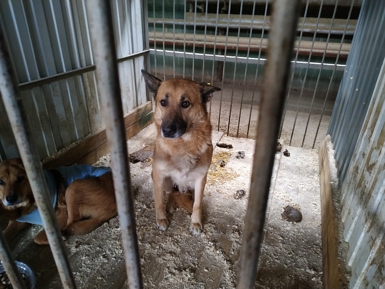 В тюменском приюте на Кедровой рассказали, как тестируют собак на агрессию
