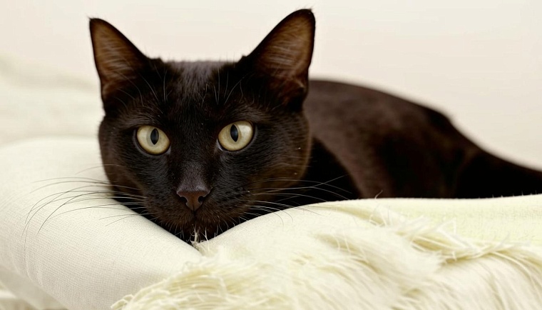 Черный кот. Картинка сгенерирована ИИ