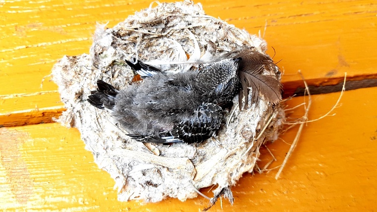 Птичий детский сад: как в Тюмени выхаживают слетков